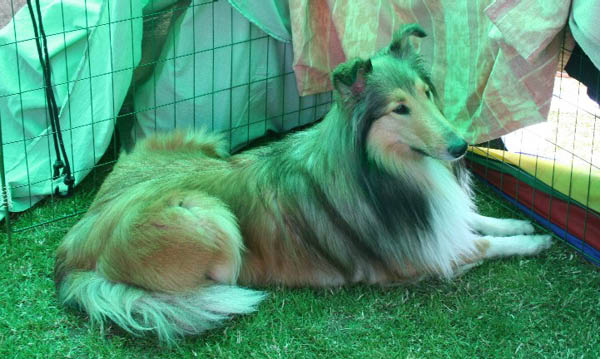 ester1