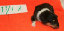 nr7a
