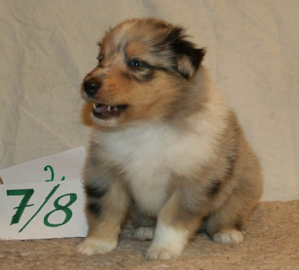 nr2a