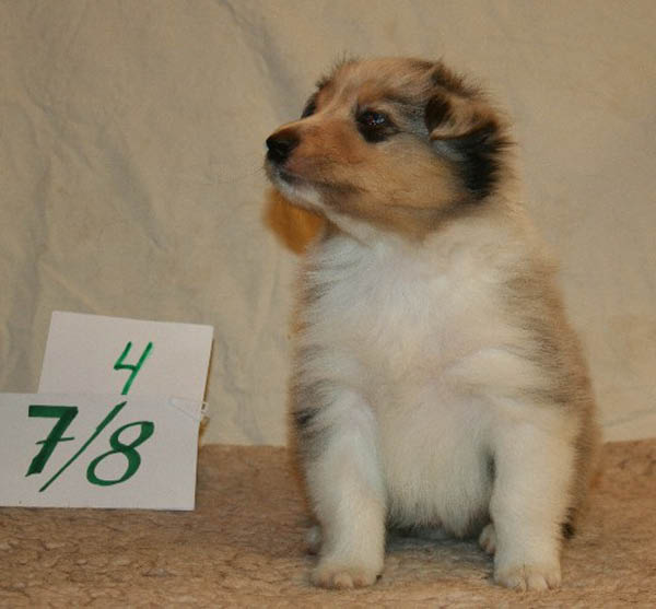 nr4b