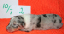 nr2a