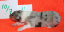 nr4b