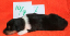 nr7a
