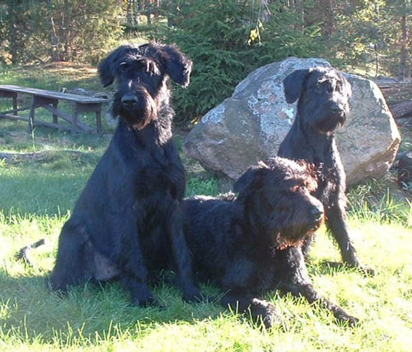 orniesiriesther