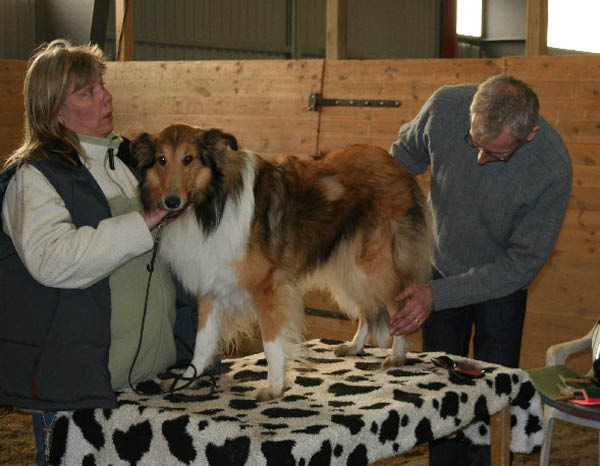 handler17