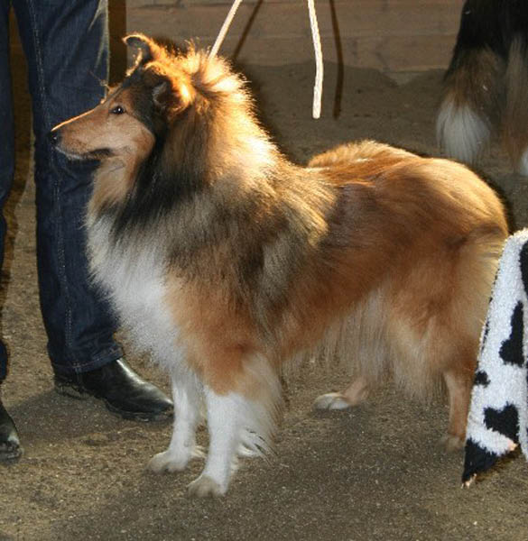 handler20