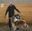 handler11