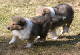 bild11