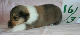 nr5b