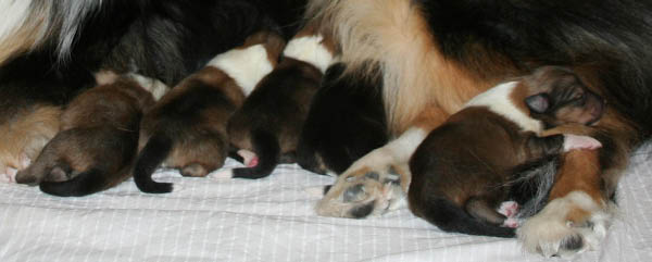 sover