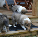 bild4