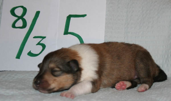 nr5a