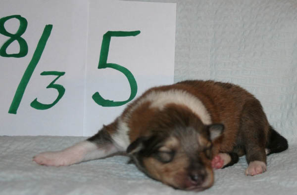 nr5b