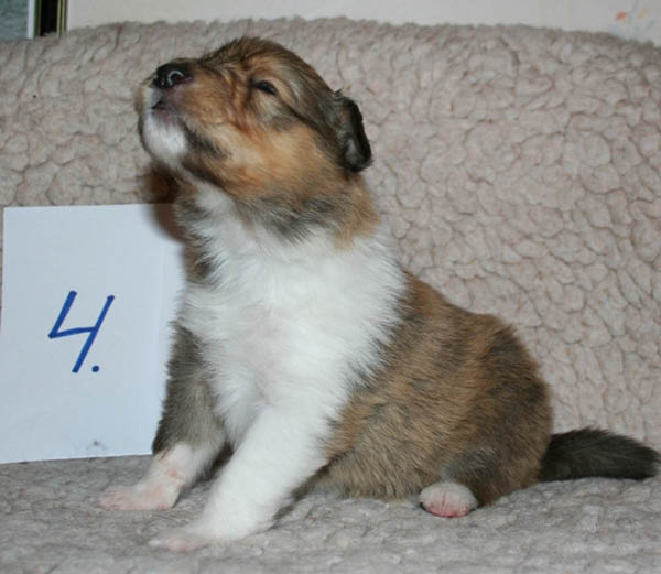 3vnr4b