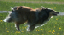 bild53