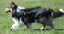 bild81