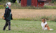 bild86
