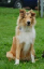 laddie