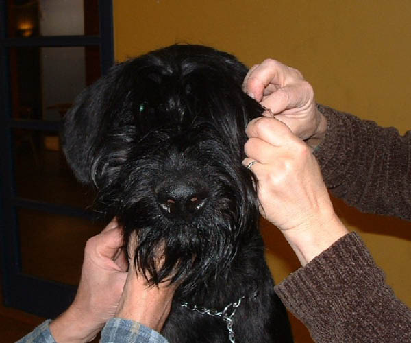 hampus1