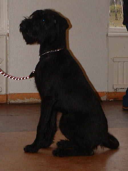 hampus2