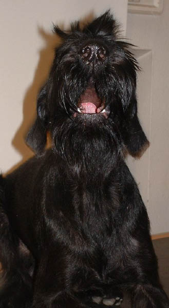 hampus4