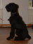 hampus2