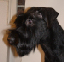 hampus5