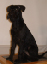 ornie3