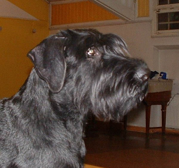 esther4