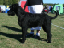 ornie4