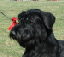 ornie5