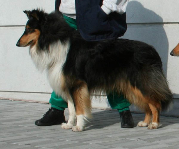 figaro