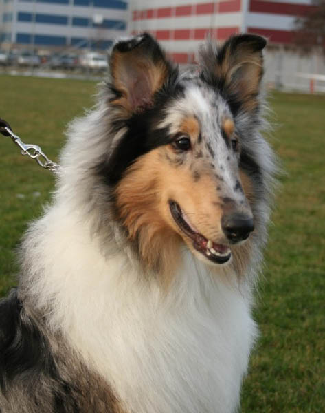 milou2