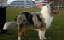 milou1