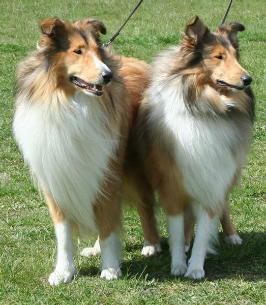 18azlangamma