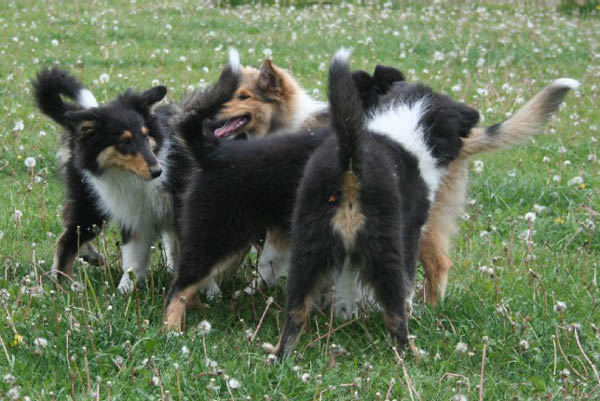 3gladasvansar
