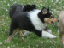2attack