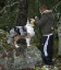 milou2