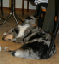 milou4